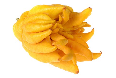 Buddha’s Hand buddhas hand