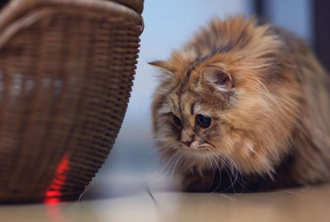 Give your cat something new to chase. image