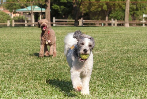 Arrange a playdate. image