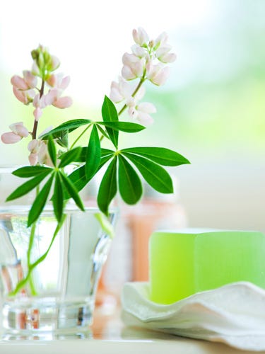 Super Naturals plants and flowers