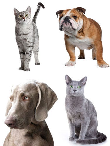 History of Dogs and Cats <p>Whether you're a dog person or a cat person, the perfect pet for your home depends a lot on what the animal is bred to do. For instance, if you want a pup to cuddle up with, a Bichon Frise, a lap dog that originated as a companion to French royal families, may be your speed. But if you prefer a running mate, an athletic German Shepherd may be a better bet. And the same goes for cats. To help you choose your new addition to your family, we looked into the origins of well-loved feline and canine breeds. Read on to learn about their backgrounds and find a furry friend that fits your lifestyle. </p>