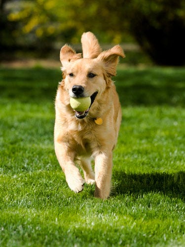 Furry Fitness <p>Chunky kitty? Pudgy pup? Keeping your pet from tipping the scales can be tough. Help him stay healthy and live longer with a little extra motivation. Try these toys and tricks to get your couch-loving pet moving.</p>