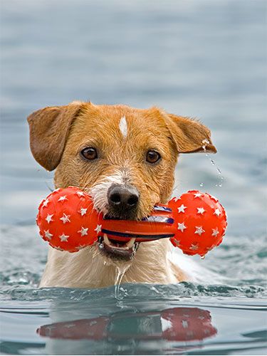 zoom room dog training walnut creek ca