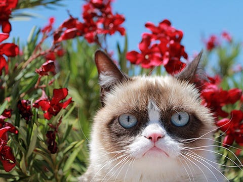 Tardar Sauce, a.k.a. "Grumpy Cat" <p><span><strong>The Internet Icon</strong></span></p> <p><strong><span>AGE</span></strong><span class="apple-converted-space"><span> </span></span><span>2</span></p> <p><strong><span>HOME STATE</span></strong><span class="apple-converted-space"><span> </span></span><span>Arizona</span></p> <p><strong><span>RISE TO FAME</span></strong><span class="apple-converted-space"><span> </span></span><span>In 2012, Bryan Bundesen uploaded a photo of his sister Tabatha's cat, Tardar Sauce, to<span class="apple-converted-space"> </span><a href="http://www.reddit.com/" target="_blank"><span>Reddit.com</span></a>, an online forum. Within days, the sulky feline's photos (with hilarious grouchy phrases on them) went viral, earning her the nickname "<a href="http://www.womansday.com/life/pet-care/how-to-make-your-cat-famous" target="_self">Grumpy Cat</a>." Today, her face is everywhere—from clothing to the cover of<span class="apple-converted-space"><em> </em></span><em>New York<span class="apple-converted-space"> </span></em>magazine. The sourpuss even has a movie in the works! But in real life, Tardar is far from grumpy. "She's the complete opposite of what her face says," Bryan explains. "She's loving."</span></p> <p><strong><span>HOW SHE HELPS<span class="apple-converted-space"> </span></span></strong><span>Tardar, who was born with feline dwarfism, raises awareness for special-needs animals, and part of all Grumpy Cat merchandise profits go to no-kill shelters in Arizona and across the country. To shop, visit<span class="apple-converted-space"> </span><a href="http://www.grumpycats.com/" target="_blank"><span>GrumpyCats.com</span></a><em>.</em></span></p>
