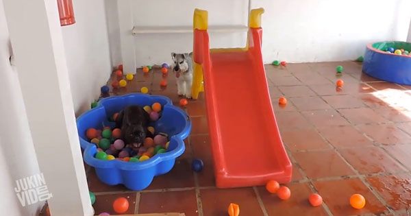 dog ball pit