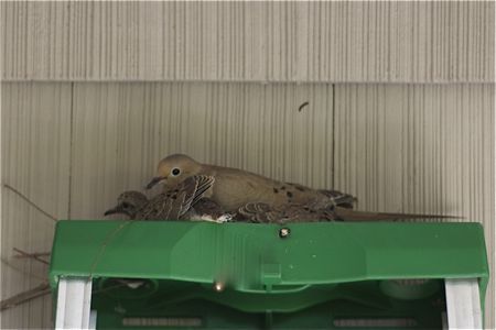 Wood, Bird, Beak, Khaki, Beige, Parallel, Rectangle, Fawn, American Mourning Dove, Wing, 