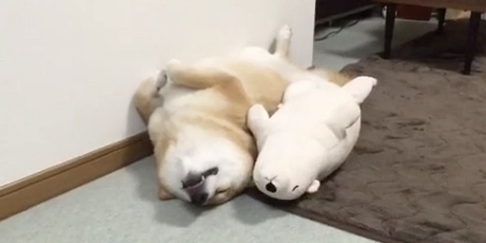 dog sleeps with stuffed animal