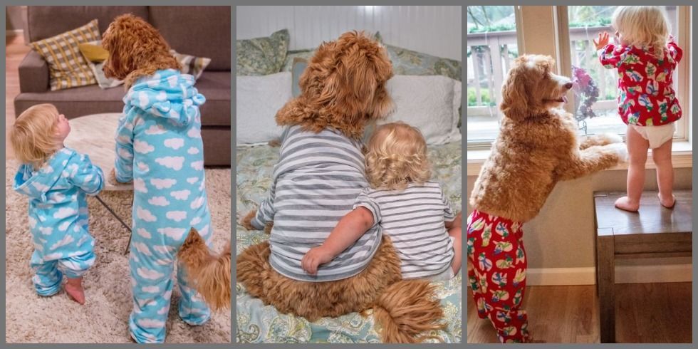 labradoodle outfits