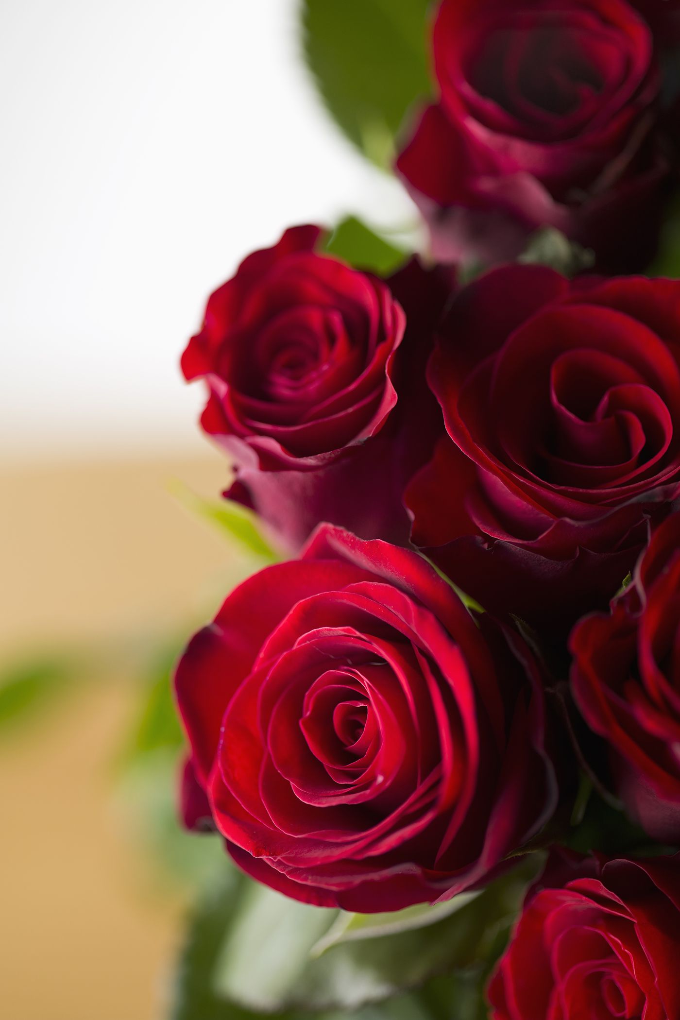 romantic flowers rose
