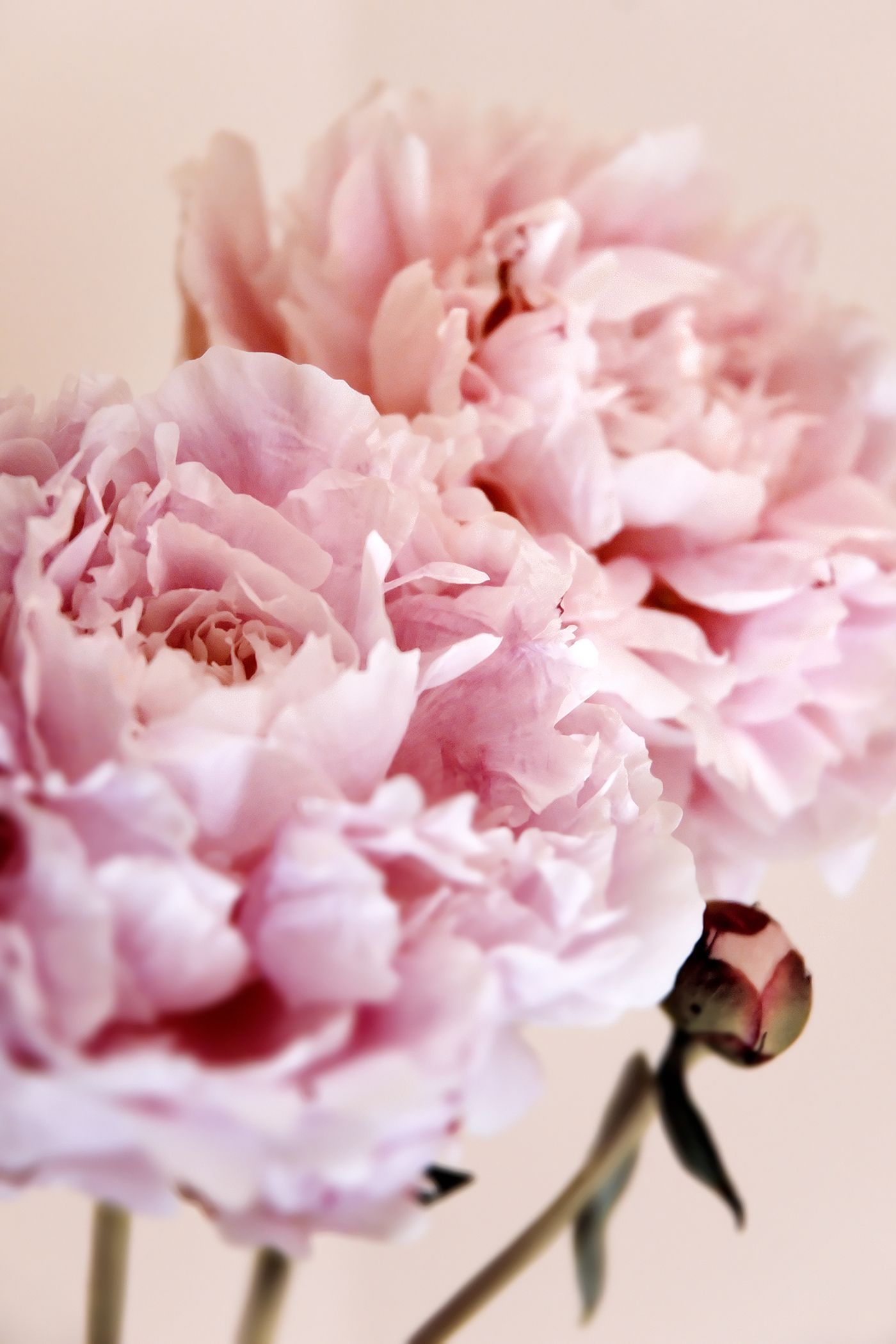 The Most Popular Types of Flowers That Represent Love