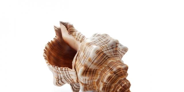 The Best Sex Positions Ever: The Seashell